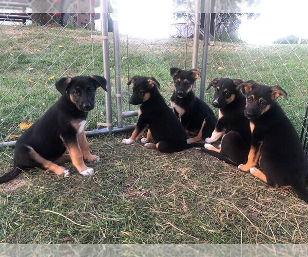 Medium Photo #1 Australian Shepherd-German Shepherd Dog Mix Puppy For Sale in SUMMERFIELD, OH, USA