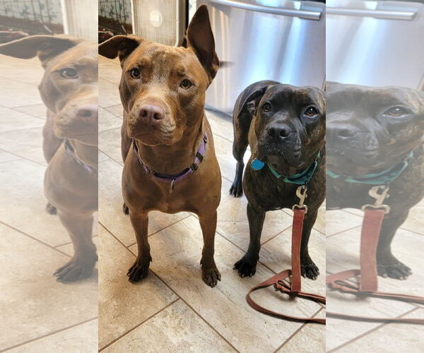 Medium Photo #6 American Staffordshire Terrier-Boxer Mix Puppy For Sale in Arlington, VA, USA