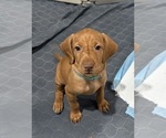 Small #13 Vizsla
