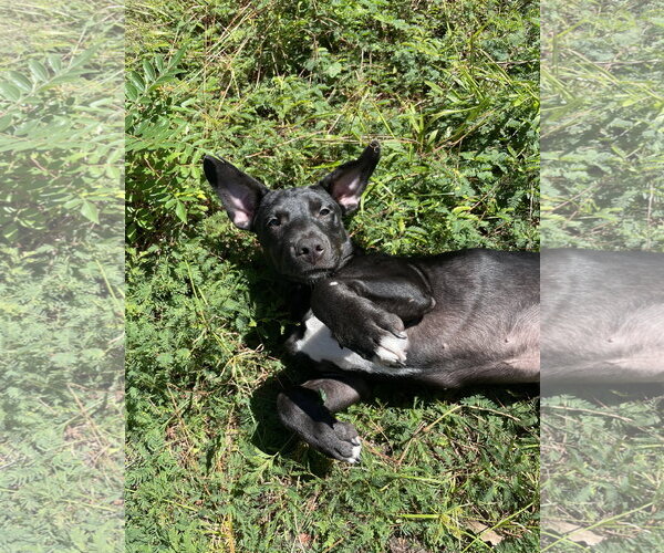 Medium Photo #3 Mutt Puppy For Sale in  Gainesville, FL, USA