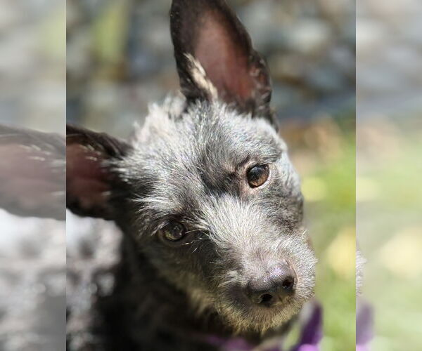 Medium Photo #4 Mutt Puppy For Sale in Brooklyn Center, MN, USA