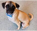 Small Pug Mix