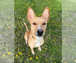 German Shepherd Dog-Unknown Mix Dogs for adoption in Evansville, IN, USA