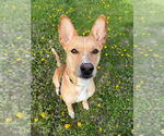 Small German Shepherd Dog Mix
