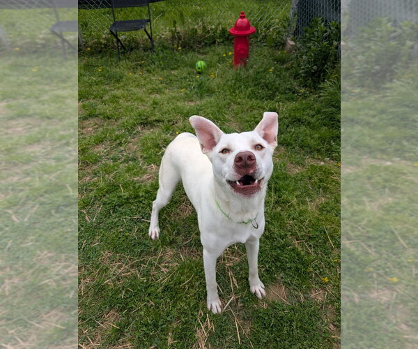 Medium Photo #4 Mutt Puppy For Sale in Evansville, IN, USA
