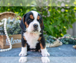 Small #2 Beabull
