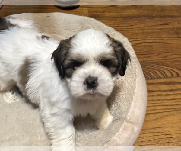 Medium Photo #4 Shih Tzu Puppy For Sale in CARLYLE, IL, USA