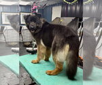 Small #7 German Shepherd Dog