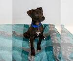 Small #2 Labrador Retriever Mix