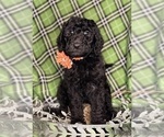 Small #1 Labradoodle mix (+ Poodle Standard)