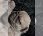 Small Photo #33 Pug Puppy For Sale in HILLSDALE, MI, USA