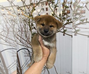 Shiba Inu Puppy for sale in FRESH MEADOWS, NY, USA