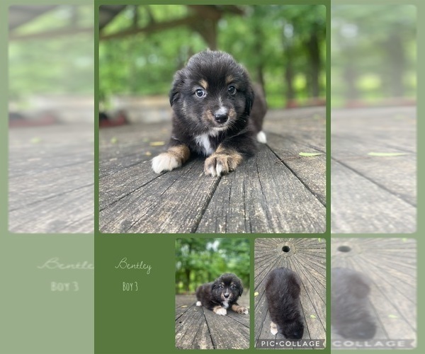 Medium Photo #5 Miniature Australian Shepherd Puppy For Sale in BLMGTN, IN, USA