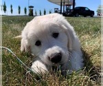 Small English Cream Golden Retriever