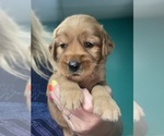 Small #1 Goldendoodle
