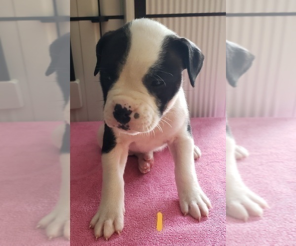 Medium Photo #2 American Bulldog Puppy For Sale in CLEVELAND, OH, USA