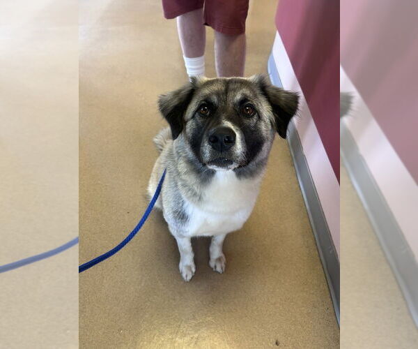 Medium Photo #2 Anatolian Pyrenees Puppy For Sale in Raleigh, NC, USA