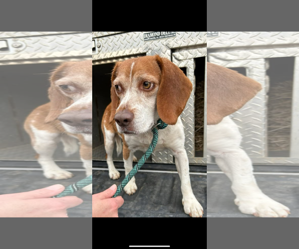 Medium Photo #2 Beagle Puppy For Sale in Tampa, FL, USA