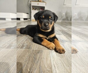 Rottweiler Puppy for sale in DELTA, CO, USA