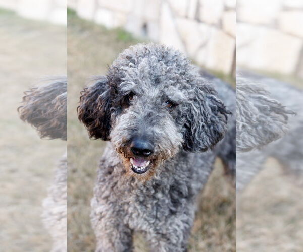 Medium Photo #10 Aussiedoodle Puppy For Sale in McKinney, TX, USA