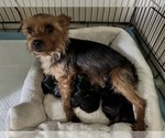 Small Photo #1 Yorkshire Terrier Puppy For Sale in NORMAN, OK, USA