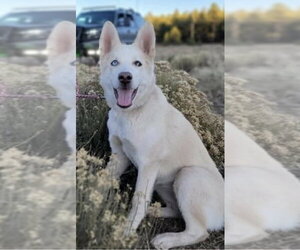 Siberian Husky-Unknown Mix Dogs for adoption in Chandler, AZ, USA