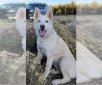 Small Siberian Husky Mix