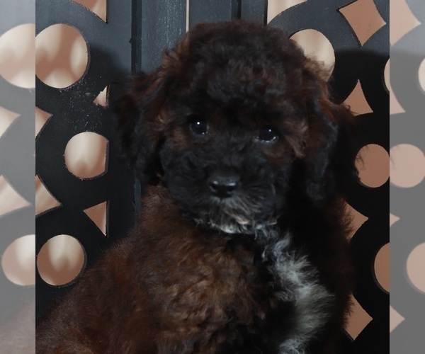 Medium Photo #2 Poodle (Miniature) Puppy For Sale in MOUNT VERNON, OH, USA
