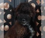 Small #1 Poodle (Miniature)