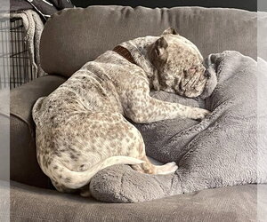 Fendi - Female Olde Bulldog Dog for Adoption - Photo #4