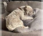 Small Photo #4 Olde Bulldog Puppy For Sale in Millsboro, DE, USA