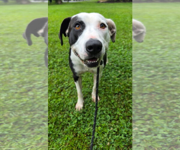 Medium Photo #5 Mutt Puppy For Sale in Rockaway, NJ, USA