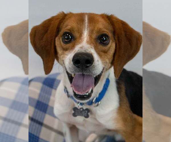 Medium Photo #1 Beagle Puppy For Sale in Kennesaw, GA, USA