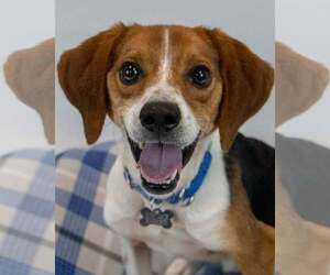 Beagle Dogs for adoption in Kennesaw, GA, USA