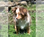 Small Photo #1 Miniature Australian Shepherd Puppy For Sale in HARRISON, OH, USA