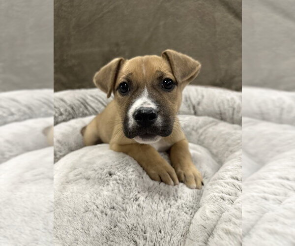 Medium Photo #14 German Shepherd Dog-Unknown Mix Puppy For Sale in Lakewood, CO, USA