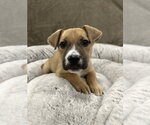 Small #13 German Shepherd Dog Mix