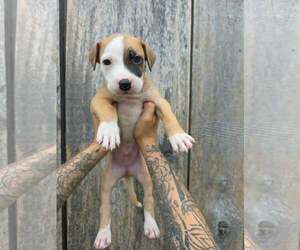 American Pit Bull Terrier-American Staffordshire Terrier Mix Dogs for adoption in Frankenmuth, MI, USA