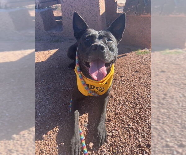 Medium Photo #8 American Pit Bull Terrier-Australian Kelpie Mix Puppy For Sale in phoenix, AZ, USA