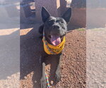 Small #7 American Pit Bull Terrier-Australian Kelpie Mix