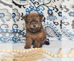 Puppy 2 Pomeranian-Poodle (Toy) Mix