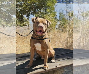 American Bandogge mastiff Dogs for adoption in Berkeley, CA, USA