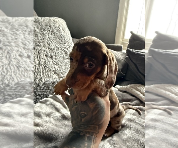 Medium Photo #14 Dachshund Puppy For Sale in JOHNSTON, RI, USA