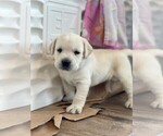 Small Photo #1 Labrador Retriever Puppy For Sale in LAKE WALES, FL, USA