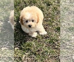Small Photo #7 Maltese-Poodle (Toy) Mix Puppy For Sale in RICHMOND, IL, USA