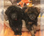 Small Photo #6 Poodle (Toy) Puppy For Sale in BALTIMORE, MD, USA