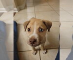 Small #1 Chihuahua-Siberian Husky Mix