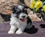 Small #4 Havanese