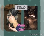 Small Photo #11 German Shepherd Dog Puppy For Sale in RUDY, AR, USA