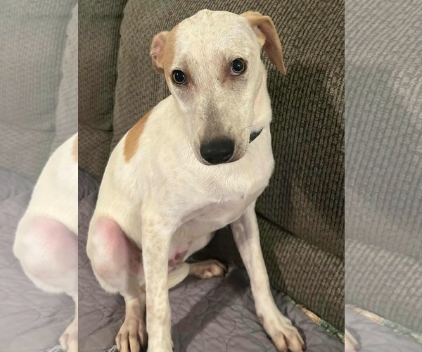 Medium Photo #5 Jack Russell Terrier-Unknown Mix Puppy For Sale in Princeton, MN, USA